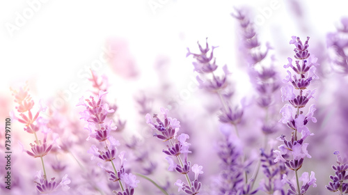 Soft focus lavender flowers with pastel background