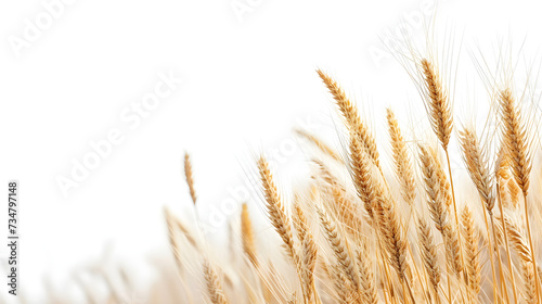 Golden wheat ears on white background with copy space