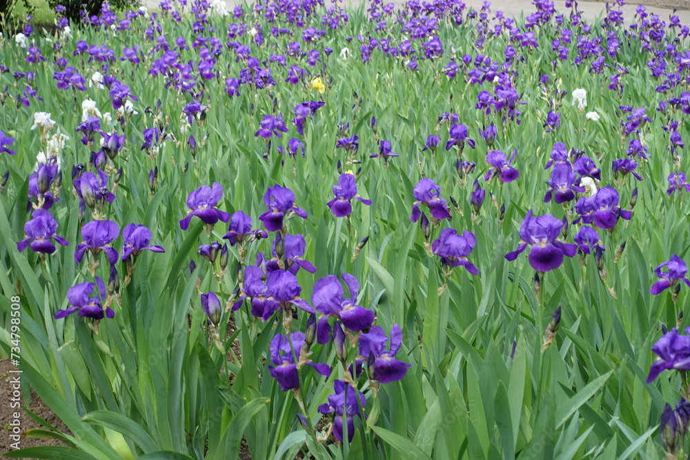 Profusion of purple, white and yellow flowers of Iris germanica in mid May Profusion of purple, white and yellow flowers of Iris germanica in mid May