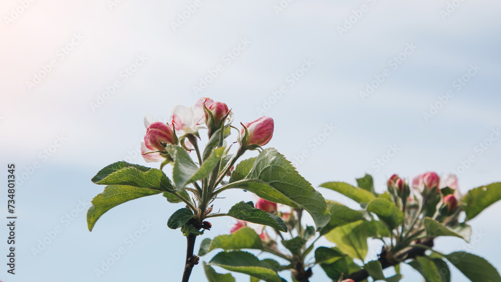 Blooming branches of apple tree on a background of blue sky, selective focus. Natural flowering background. Web banner