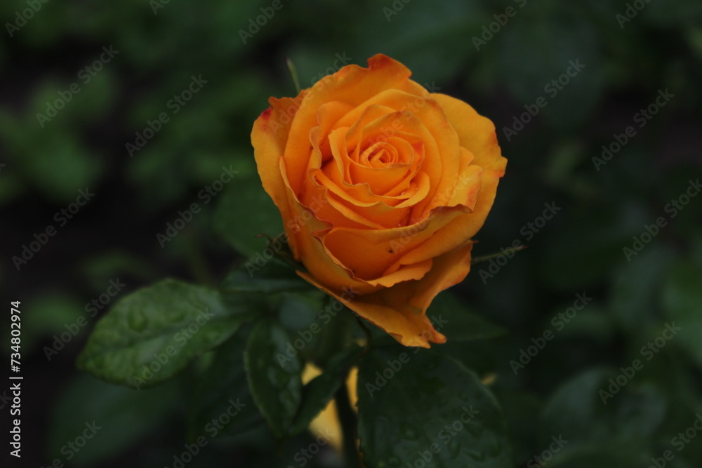 Yellow rose in the home garden Yellow rose in the home garden
