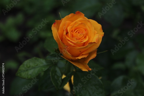 Yellow rose in the home garden