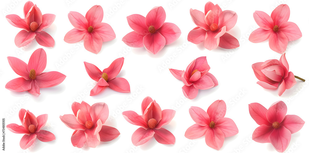 Blooms with petals top view isolated on white background Blooms with petals top view isolated on white background