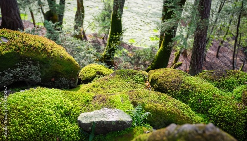  Fairy forest, Moss stones natural background