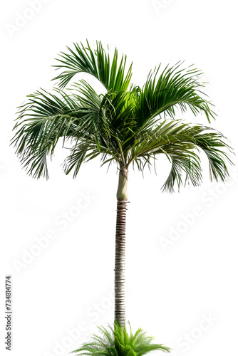 Green palm tree isolated on white background