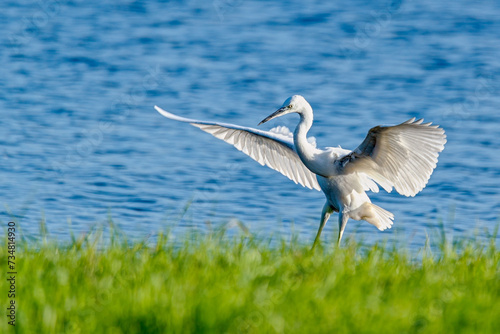 Little Egret landing