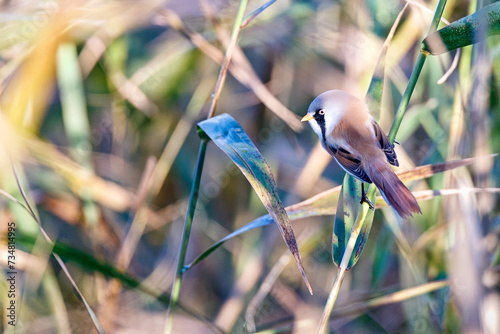 Bearded Reedling