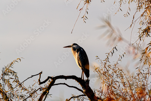 Heron at Dawn