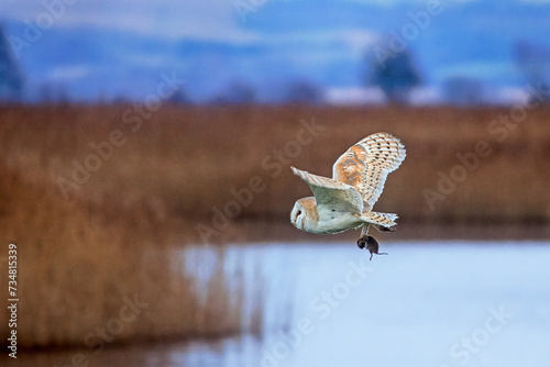 Barn Owl over lake