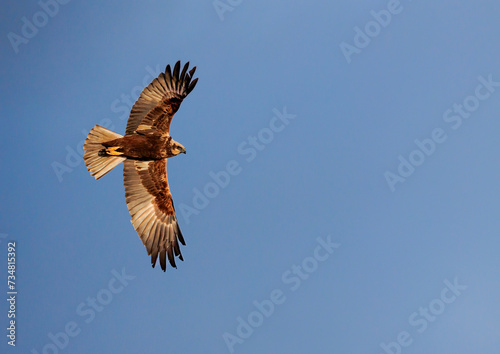 Marsh Harrier © Gareth