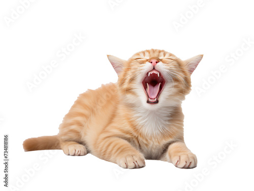 a cat with its mouth open