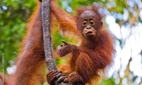 Fototapeta Naklejka Na Ścianę i Meble -  Orangutan, Pongo pygmaeus, Tanjung Puting National Park, Kalimantan, Borneo, Indonesia