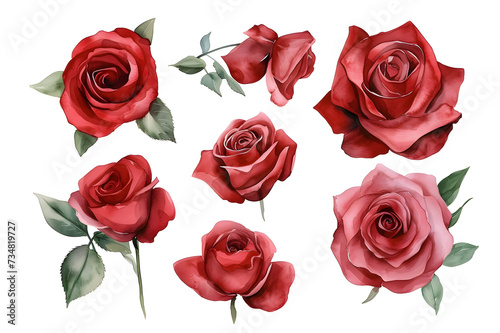 Collection of pink roses flowers isolated on white background