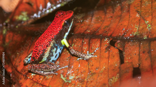 Tropical Frog, Tropical Rainforest, Napo River Basin, Amazonia, Ecuador, America photo