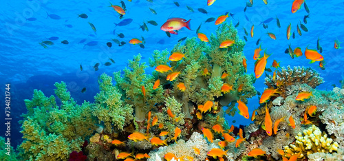 Fototapeta Naklejka Na Ścianę i Meble -  Underwater Landscape, Reef Building Corals, Coral Reef, Red Sea, Egypt, Africa