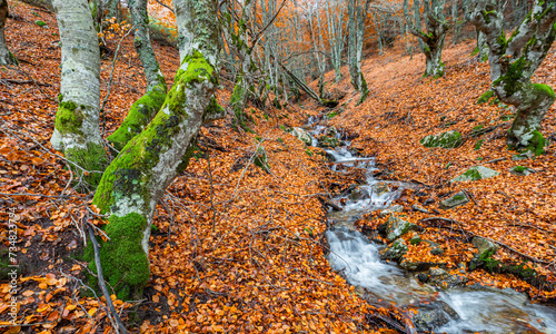 Stream Beech Forest, Hayedo de la Pedrosa Natural Protected Area, Beech Forest Autumn Season, Fagus sylvatica, Riofrío de Riaza, Segovia, Castilla y León, Spain, Europe photo