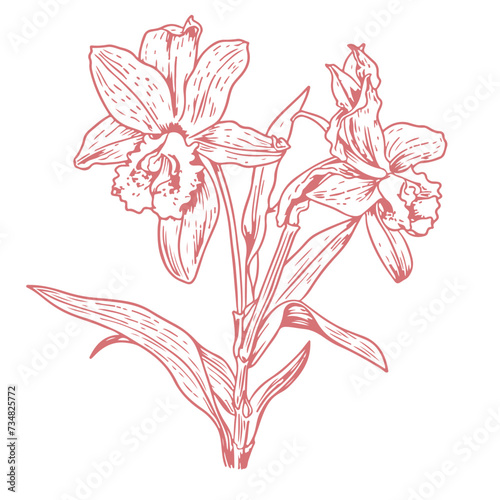 Fototapeta Naklejka Na Ścianę i Meble -  Cattleya trianae flower of Colombia