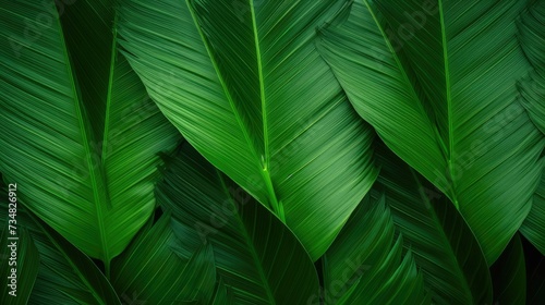 Close up of palm leaf texture