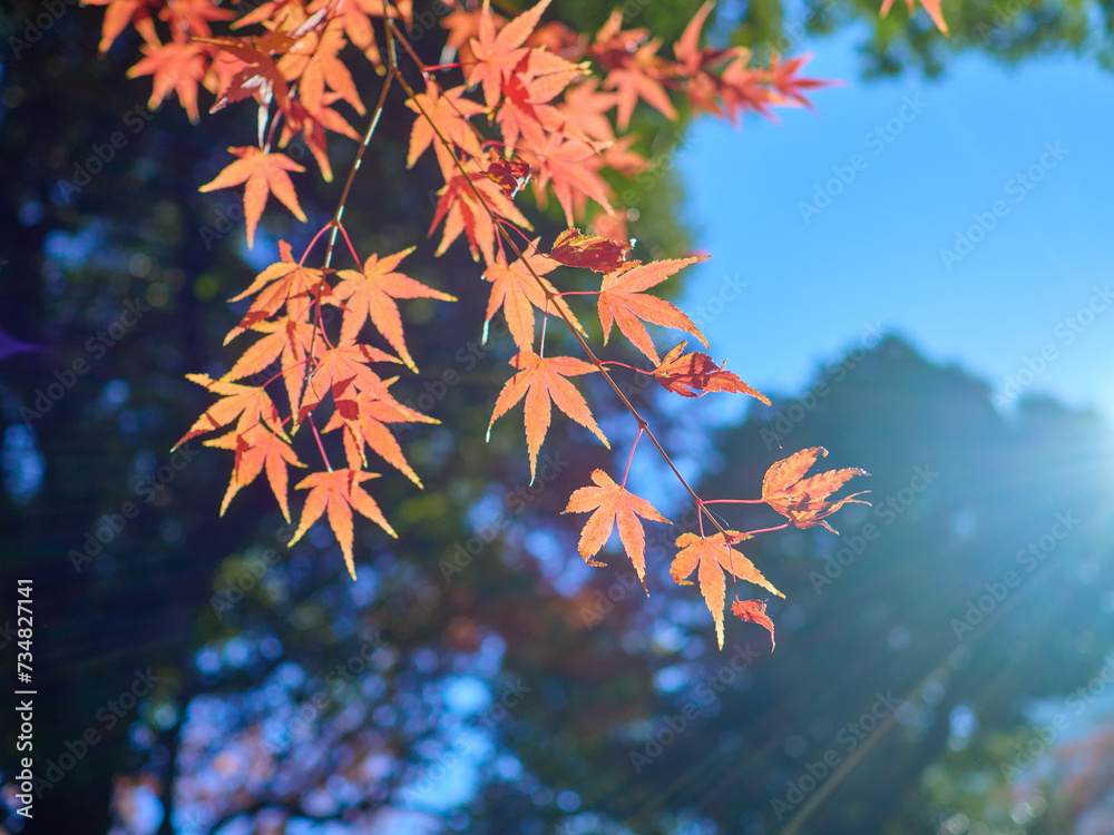 紅葉
紅葉