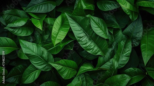High-End Dark Green Leaves Seamless Texture © Classy designs