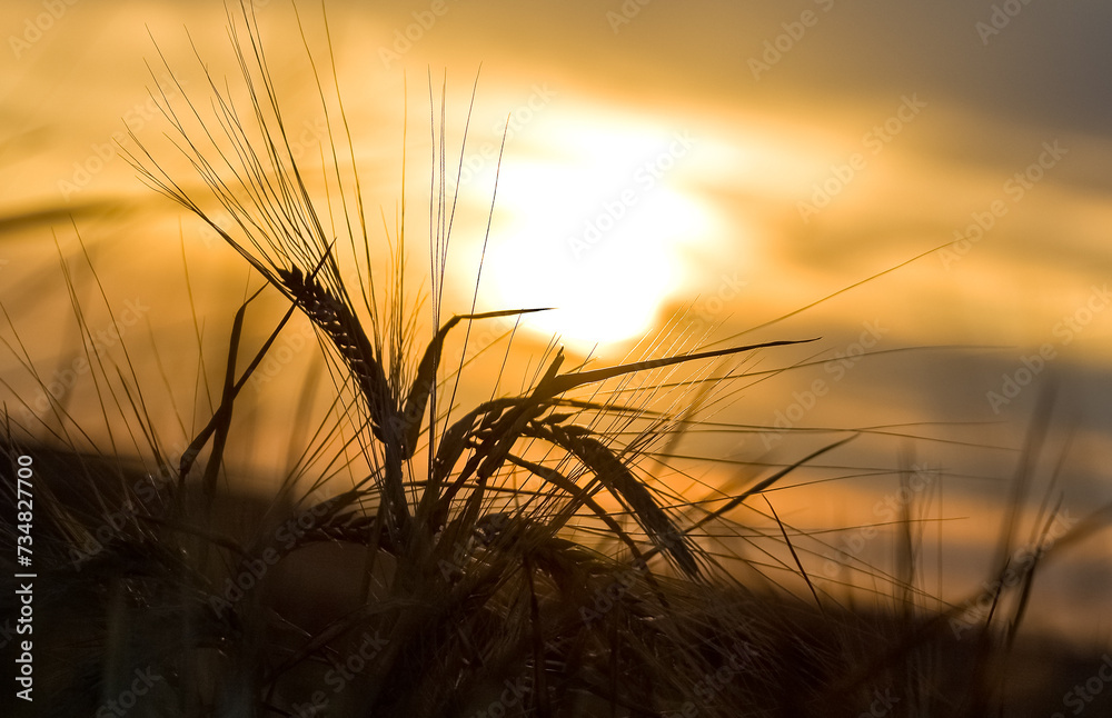 a wheat field against a sunset sky with the sun setting over the horizon