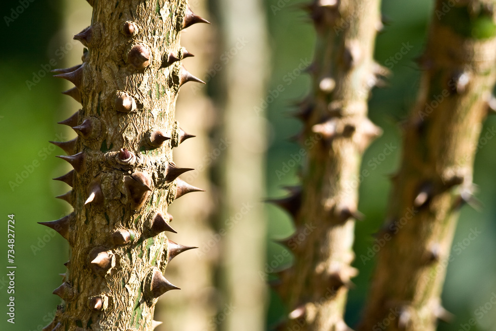 spikes in the bark of a tree that have long needles spikes in the bark of a tree that have long needles