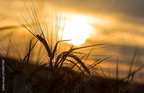 a wheat field against a sunset sky with the sun setting over the horizon
