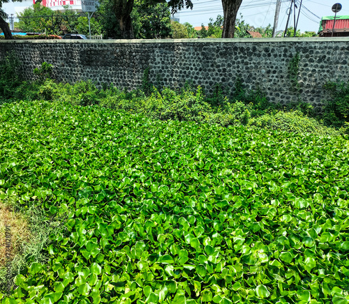 Selective focus. Water hyacinth grows in all types of freshwaters environments. Eceng gondok or Water hyacinth or Eichhornia crassipes. Good for background.
 photo