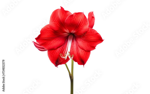 Stunning Red Amaryllis Blossom Isolated on Transparent Background PNG.