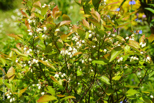 White long bell- or urn-shaped flowers of the northern highbush blueberry (Vaccinium corymbosum). Family Ericaceae. Spring, May, Netherlands 