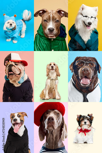 Collage made of different adorable positive purebred dogs wearing various clothes, sitting against multicolored background. Fashion. Concept of animal theme, care, pet friend, vet, doggie lifestyle