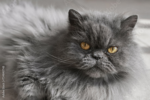 Close-up portrait of a Persian cat with long grey fur and yellow eyes looking into the camera
