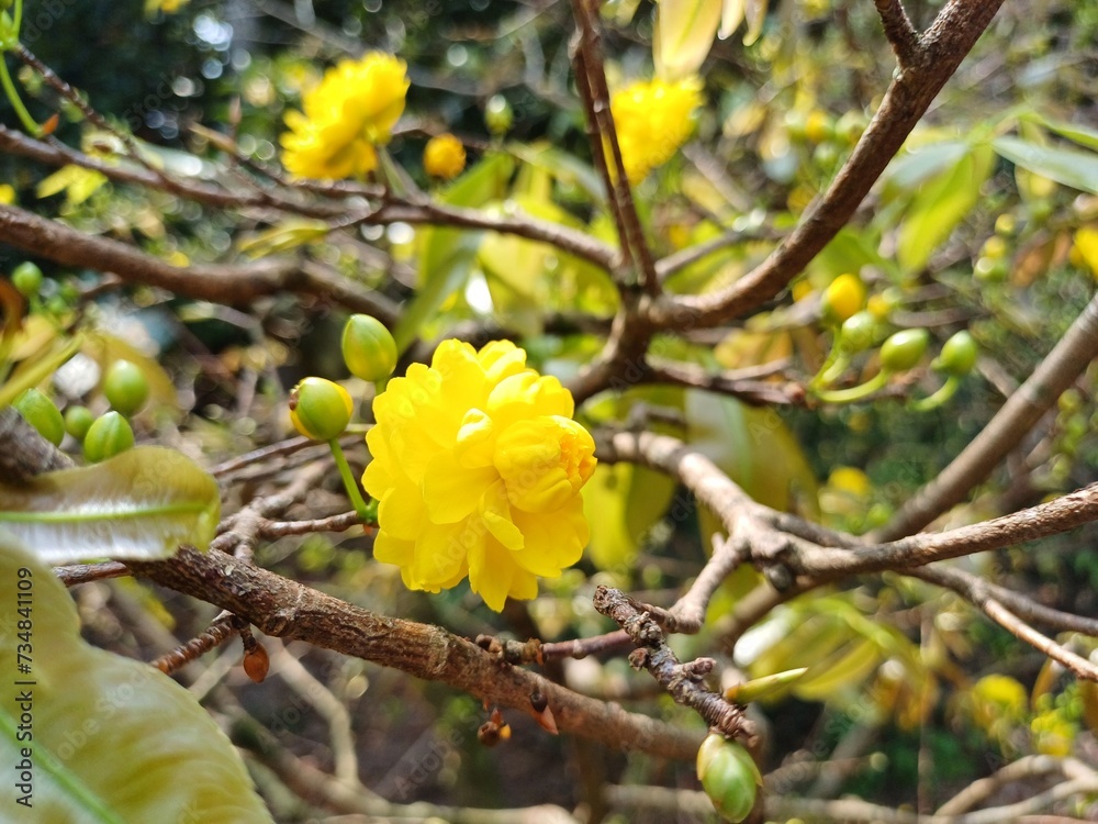 Multi petals apricot blossom. Close up of Ochna integerrima, yellow flower or Mai flower, leaves and buds in the garden in Mekong Delta Vietnam. Flowers have many petals. Multi petals apricot blossom. Close up of Ochna integerrima, yellow flower or Mai flower, leaves and buds in the garden in Mekong Delta Vietnam. Flowers have many petals.