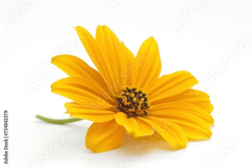 a yellow flower  isolated on white background