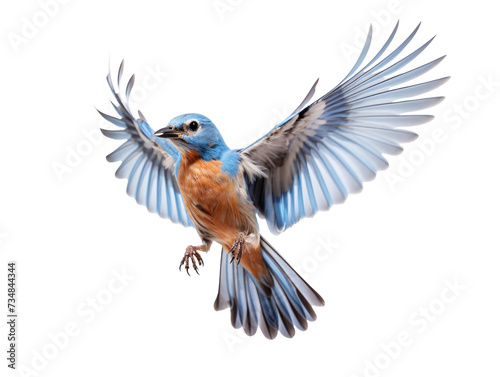 a blue bird flying with its wings spread