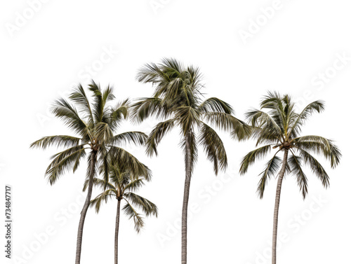 a group of palm trees © Maria