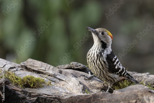 A Brown Fronted Woodpecker Sitting on a log