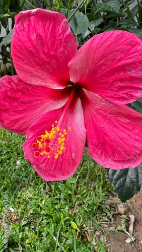 flower in the garden