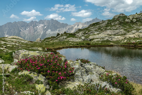 Lacs de Pétarel en été avec massif de Rhododendron , Massif des Ecrins , Hautes Alpes , France photo