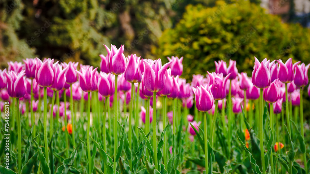 flowerbed with purple tulip flowers in morning light. beautiful urban nature scene in spring flowerbed with purple tulip flowers in morning light. beautiful urban nature scene in spring