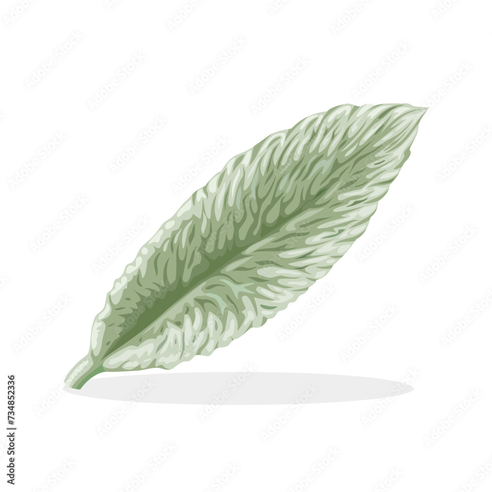 Vector illustration, Stachys byzantina, lamb's ear or woolly hedgenettle, isolated on white background.