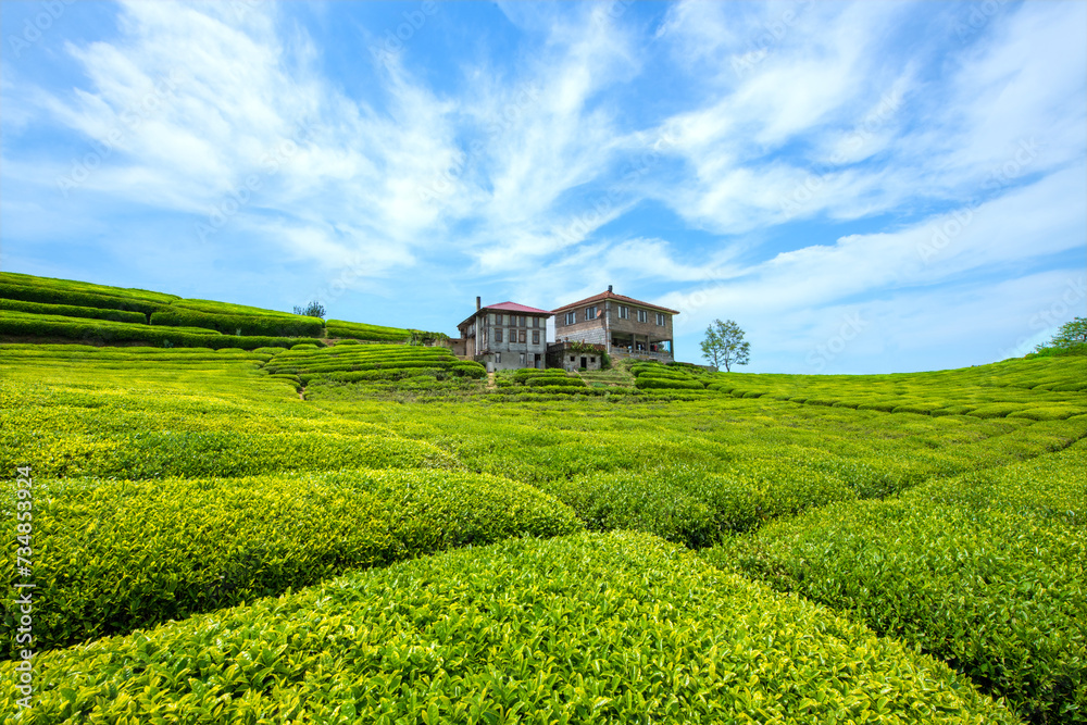 Turkey Tea Field Tea gardens in Turkey Traditional old house and green tea gardens in ...