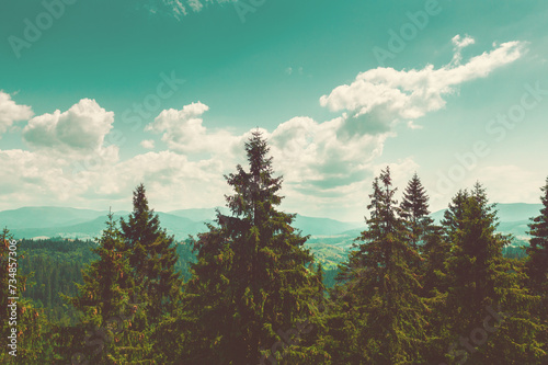 View of a mountain valley with fir trees and Mount Hoverla on the horizon on a summer sunny day