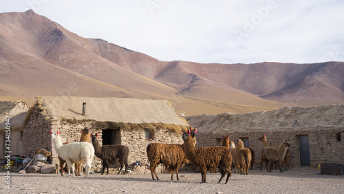 Lama bolivie © Romain