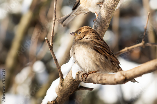House sparrow fluffing up its feathers sits on a branch during the winter cold. Passer domesticus, sparrow family Passeridae. female © besjunior