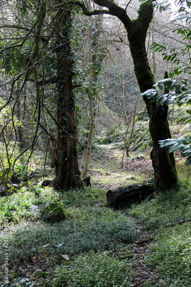 footpath in the woods