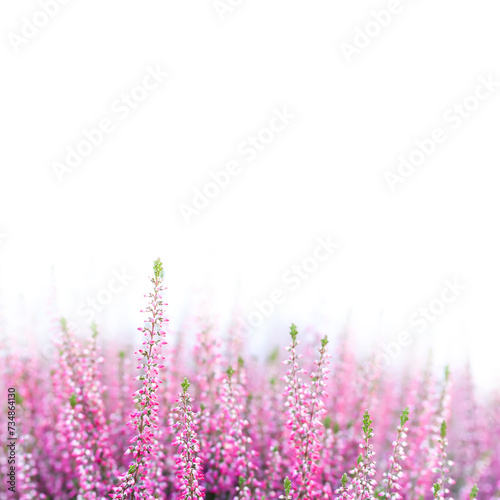 Blooming flowers of a wild heather plant. a field of delicate pink rose violet flowers. Macro view shallow depth of field, selective focus, white background copy space