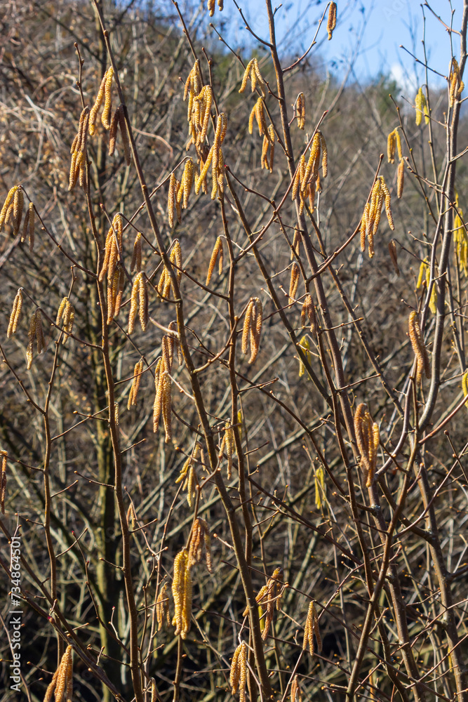 First signs of spring. Hazel, European filbert Corylus avellana opened flower buds and catkins on the eve of spring