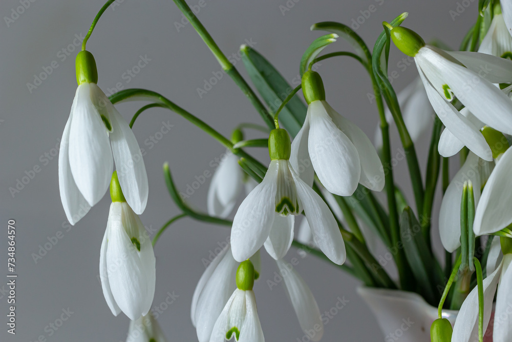 Fototapeta premium Beautiful snowdrops against light gray background, closeup. Floral background with spring flowers