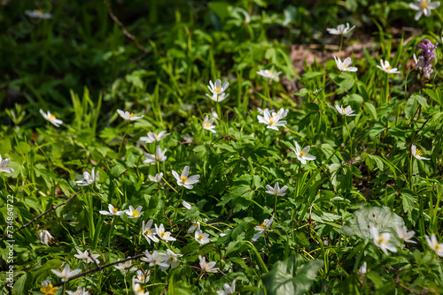 The many white wild flowers in spring forest. Blossom beauty, nature, natural. Sunny summer day, green grass in park. Anemonoides nemorosa